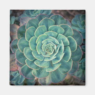 Close-up Succulent Magnet