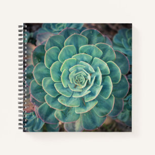 Close-up Succulent Notebook