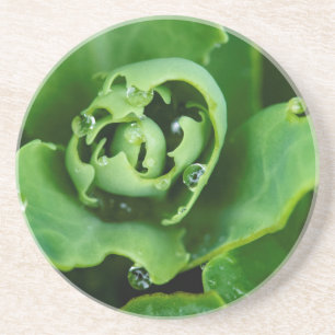 Close-up, succulent plant with water droplets coaster