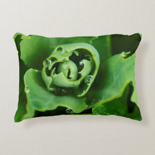 Close-up, succulent plant with water droplets decorative cushion