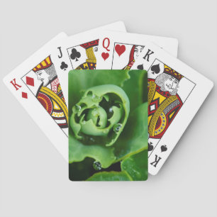 Close-up, succulent plant with water droplets playing cards