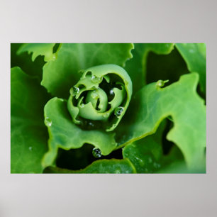 Close-up, succulent plant with water droplets poster