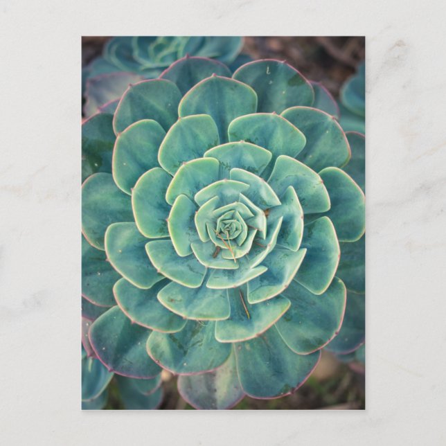 Close-up Succulent Postcard (Front)
