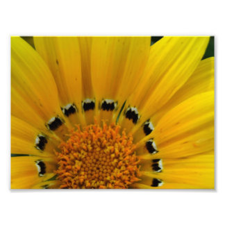 Close-Up Sunflower Photo Print