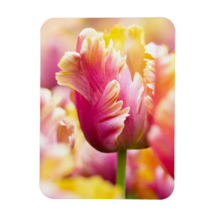 Close-up Tulips Magnet