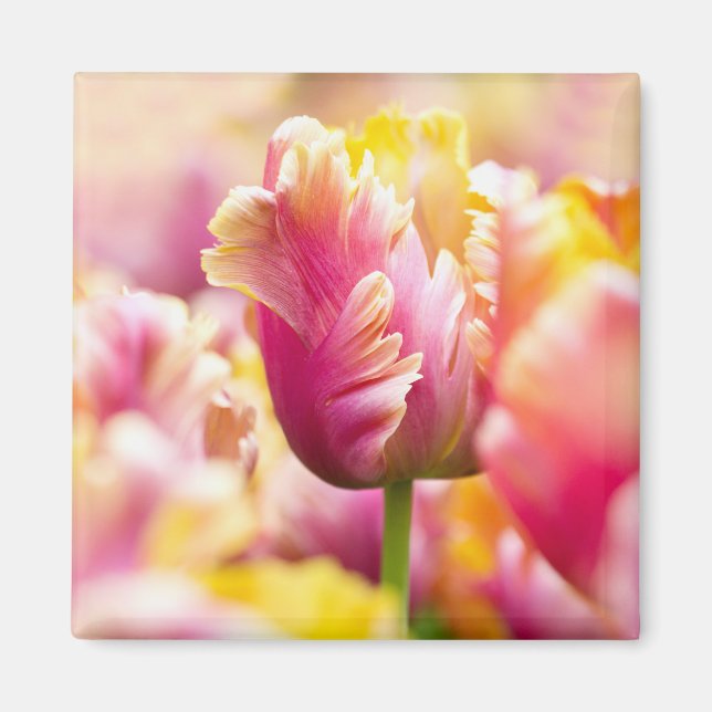 Close-up Tulips Magnet (Front)