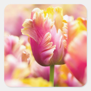Close-up Tulips Square Sticker