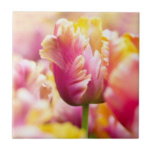 Close-up Tulips Tile
