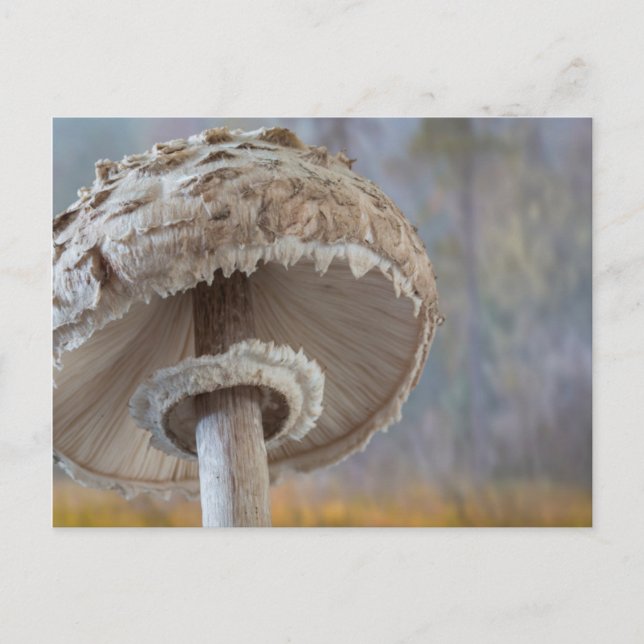 Close-Up Underside Of Mushroom Postcard (Front)