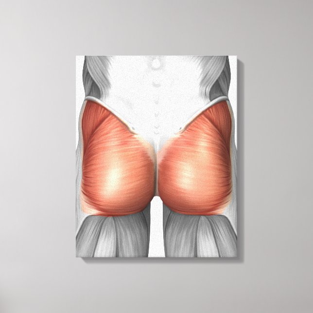 Close-Up View Of Human Gluteal Muscles Canvas Print (Front)