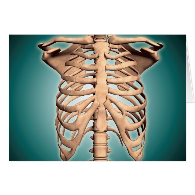 Close-Up View Of Human Rib Cage (Front Horizontal)