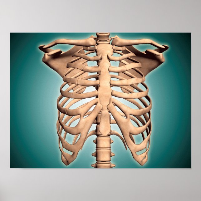 Close-Up View Of Human Rib Cage Poster (Front)