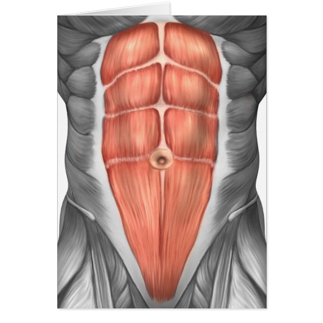 Close-Up View Of Male Abdominal Muscles (Front)