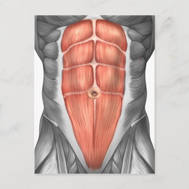 Close-Up View Of Male Abdominal Muscles Postcard (Front)