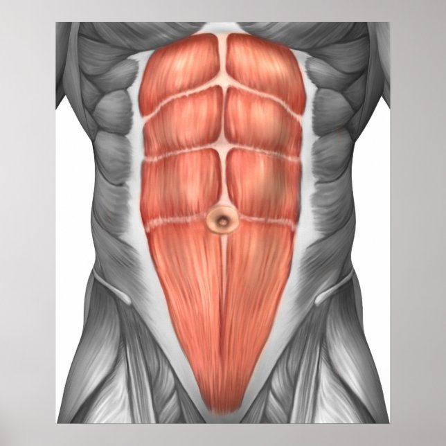 Close-Up View Of Male Abdominal Muscles Poster (Front)