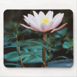Close-Up view of Water Lily at Inle Lake Mouse Mat