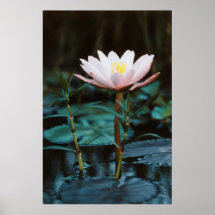 Close-Up view of Water Lily at Inle Lake Poster