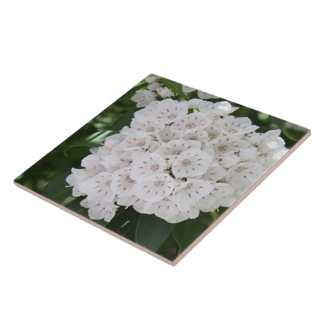 Close up White Mountain Laurel Flowers Tile (Side)