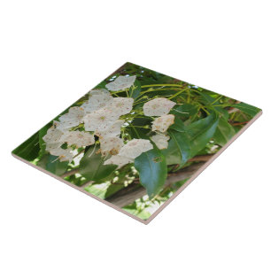 Close up White Mountain Laurel Tile