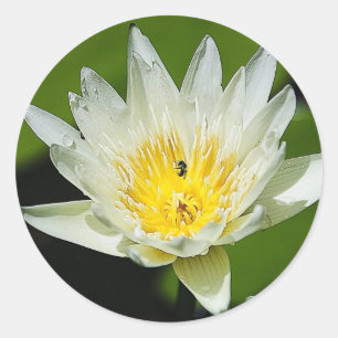Close-up White Water Lily Flower and Bee Stickers