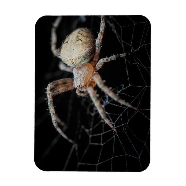 Close Up Wonder: European Garden Spider Magnet (Vertical)