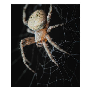 Close Up Wonder: European Garden Spider Photo Print