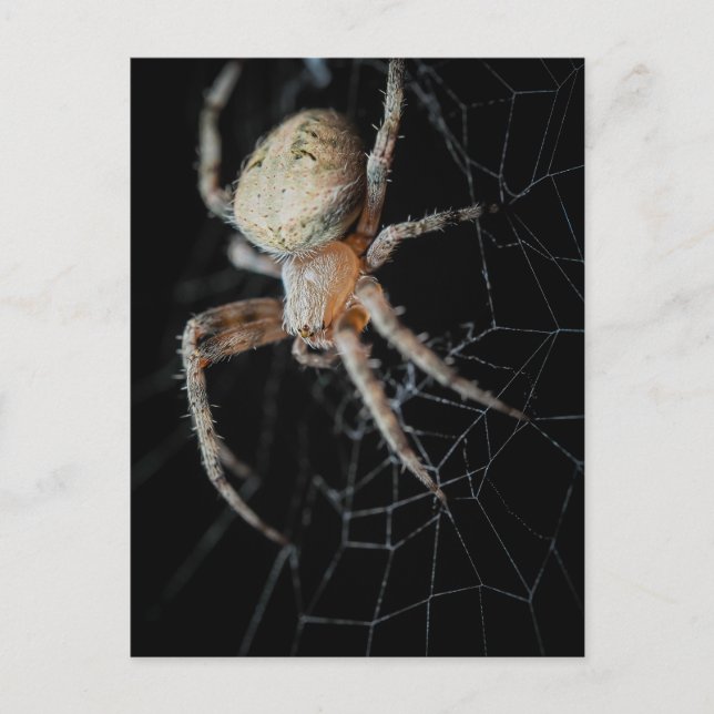 Close Up Wonder: European Garden Spider Postcard (Front)