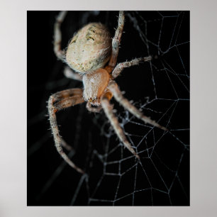Close Up Wonder: European Garden Spider Poster