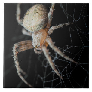 Close Up Wonder: European Garden Spider Tile