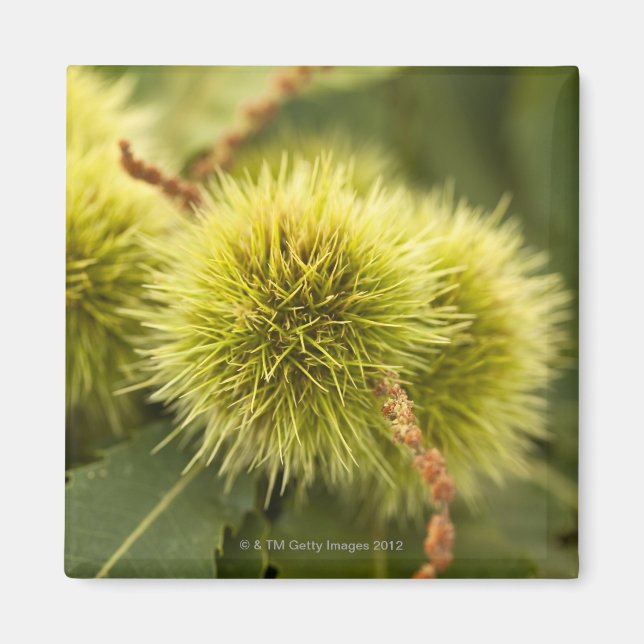 closed chestnuts on tree magnet (Front)