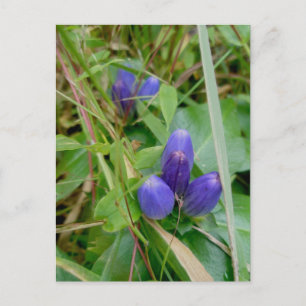 Closed Gentian Postcard