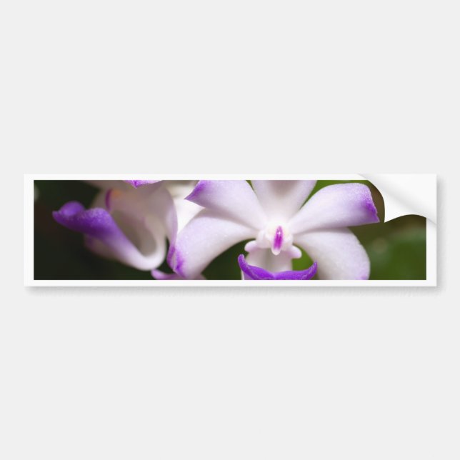 closed up  of Orchid Flower Bumper Sticker (Front)