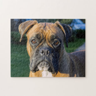 Closer up of a Boxer Dog Jigsaw Puzzle