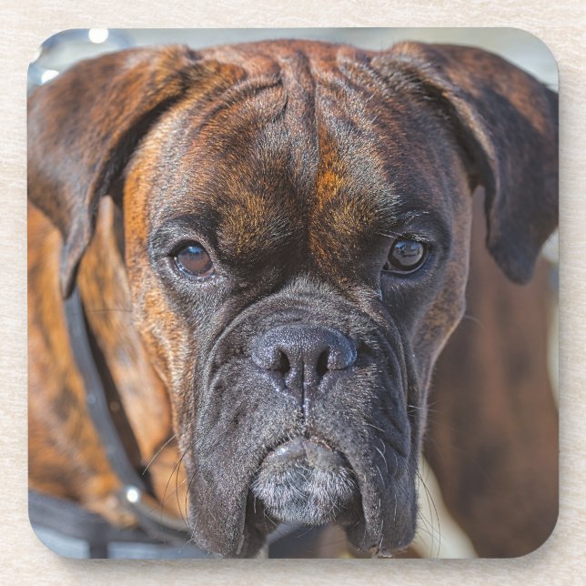 Closer up of a Brindle Boxer Puppy Dog Coaster (Front)