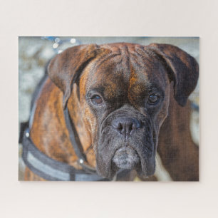 Closer up of a Brindle Boxer Puppy Dog Jigsaw Puzzle
