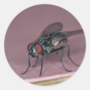 Closer view of house fly insect classic round sticker