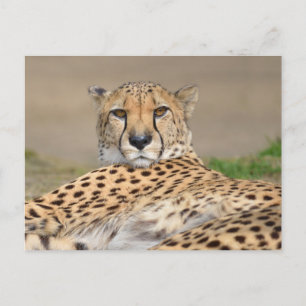 Closeup African Cheetah (Acinonyx jubatus) Holiday Postcard