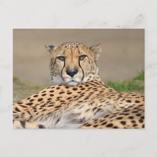 Closeup African Cheetah (Acinonyx jubatus)  Holiday Postcard (Front)
