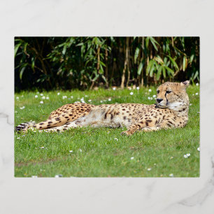 Closeup African Cheetah lying on grass Foil Holiday Postcard