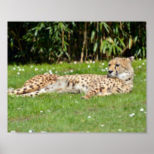 Closeup African Cheetah lying on grass  Poster