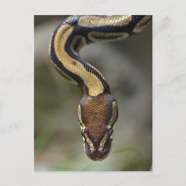 Closeup ball pythonPostcard Postcard (Front)