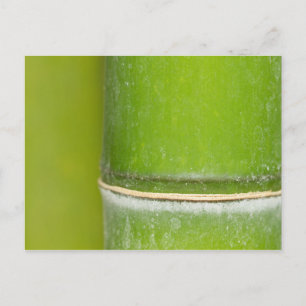Closeup Bamboo Stalk Postcard