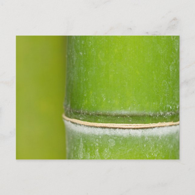 Closeup Bamboo Stalk Postcard (Front)