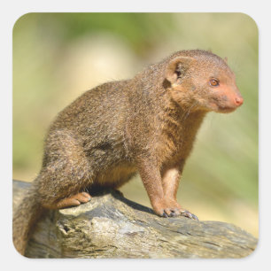 Closeup dwarf mongoose  postcard square sticker