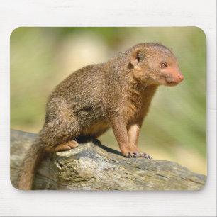 Closeup dwarf mongoose  postcard square sticker me mouse mat