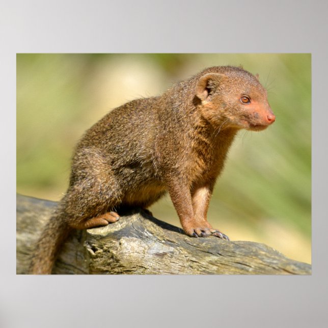 Closeup dwarf mongoose  postcard square sticker me poster (Front)