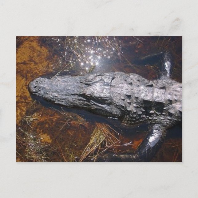 Closeup Florida Alligator Postcard (Front)