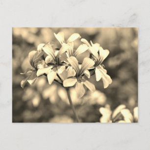 Closeup geranium flowers postcard