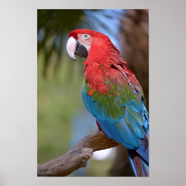 Closeup green-winged macaw poster (Front)