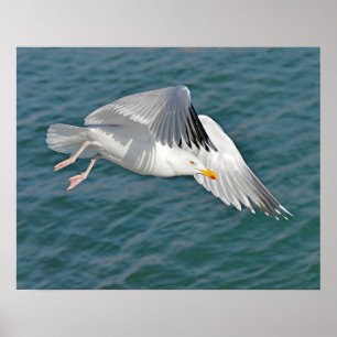 Closeup herring gull (Larus argentatus) in fly Poster